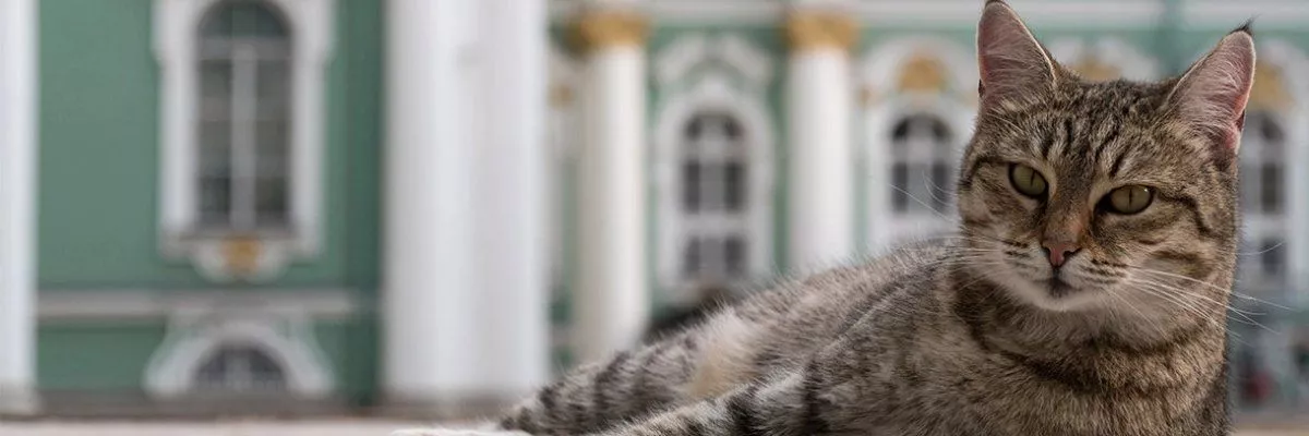 Кошачий Петербург. Встреча VI